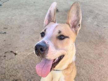 Opal -  Mixed Breed Dog for Adoption in Georgetown, Texas - Opal | PetCurious