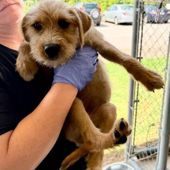 Mochi -  Terrier Dog for Adoption in Birmingham, Alabama - Mochi | PetCurious