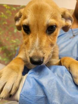 Salami -  Labrador Retriever and Mixed Breed Dog for Adoption in San Antonio, Texas - Salami | PetCurious