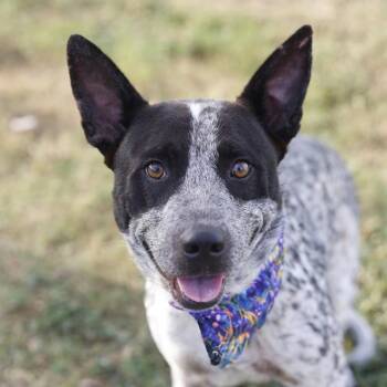 ARMANDO -  Australian Cattle Dog Blue Heeler and Mixed Breed Dog for Adoption in San Antonio, Texas - ARMANDO | PetCurious