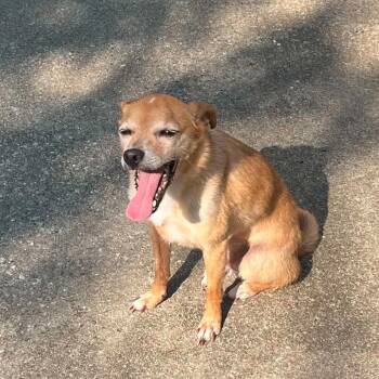 Mickey -  Chihuahua Dog for Adoption in Columbia, Missouri - Mickey | PetCurious