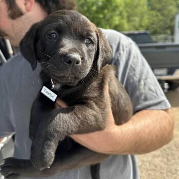 Pit Bull Terrier Dogs Available for Adoption - Taylor | PetCurious