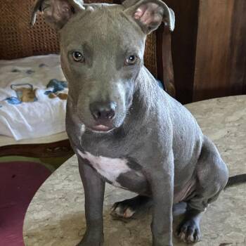 Emma Grace -  Mixed Breed Dog for Adoption in Buffalo, Minnesota - Emma Grace | PetCurious