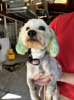 Rescue Mixed Breed Dogs for Adoption in Leander, Texas - Tobi | PetCurious