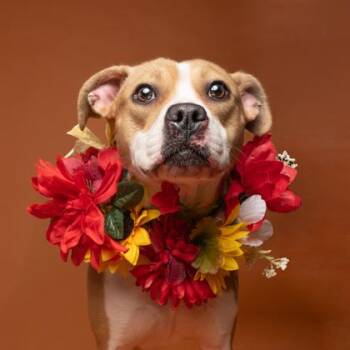Ashley -  Pit Bull Terrier and Mixed Breed Dog for Adoption in Atlanta, Georgia - Ashley | PetCurious