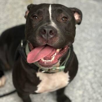 Rescue American Staffordshire Terrier Dogs for Adoption in Dawsonville, Georgia - Tiana | PetCurious