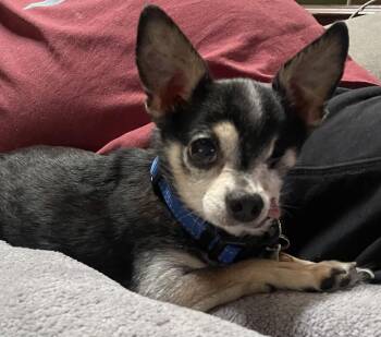 Rescue Chihuahua Dogs for Adoption in Livermore, California - Pepe | PetCurious