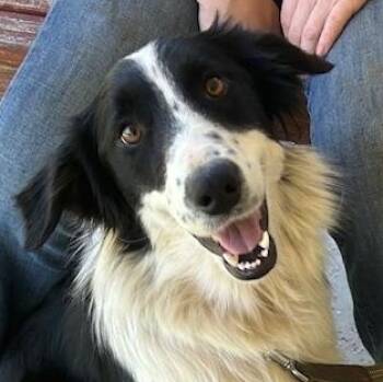 Australian Shepherd and Border Collie Dogs Available for Adoption - Talley Talent | PetCurious