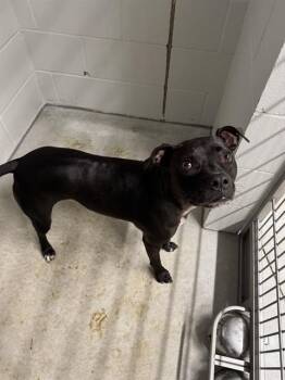 BOUJEE -  Pit Bull Terrier and Mixed Breed Dog for Adoption in Minneapolis, Minnesota - BOUJEE | PetCurious