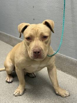 CHARLIE BROWN -  Pit Bull Terrier Dog for Adoption in Las Vegas, Nevada - CHARLIE BROWN | PetCurious