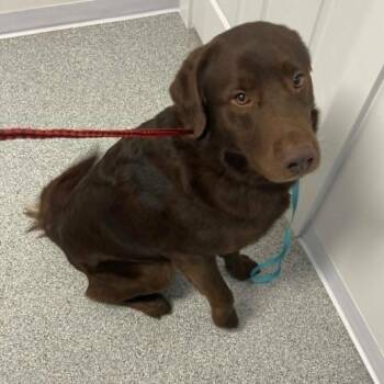 Chocolate Labrador Retriever and Shepherd Dogs Available for Adoption in Gordonsville, Tennessee - Coco | PetCurious