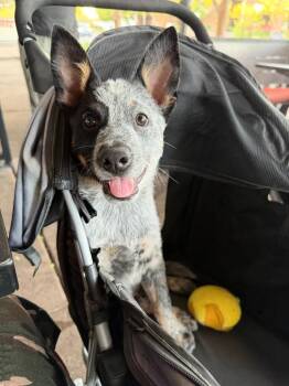 Cowpoke -  Australian Cattle Dog Blue Heeler and Cattle Dog Dog for Adoption in Phoenix, Arizona - Cowpoke | PetCurious