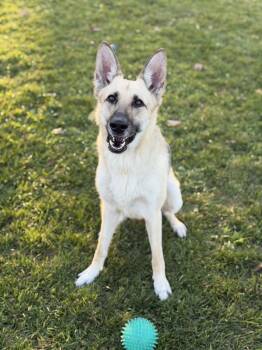 Letty -  German Shepherd Dog Dog for Adoption in Chambersburg, Pennsylvania - Letty | PetCurious