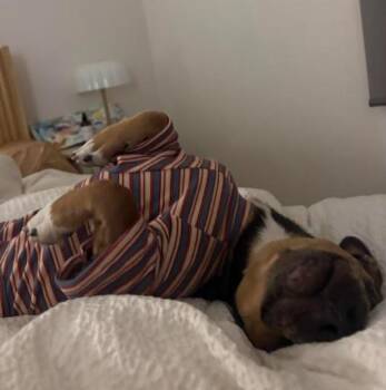 Levi -  Dachshund and Terrier Dog for Adoption in San Diego, California - Levi | PetCurious