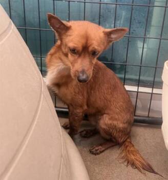 Chihuahua and Mixed Breed Dogs Available for Adoption in El Paso, Texas - CHEWBACA | PetCurious