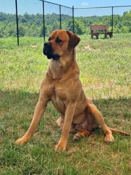 Giovanni -  Mastiff Dog for Adoption in Providence Forge, Virginia - Giovanni | PetCurious