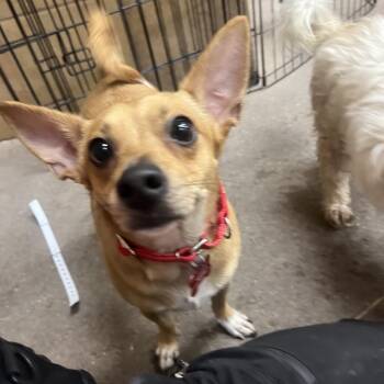 Diego 54091 -  Chihuahua Dog for Adoption in Las Vegas, Nevada - Diego 54091 | PetCurious