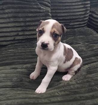 Rescue Shepherd and Mixed Breed Dogs for Adoption in Warr Acres, Oklahoma - Lucy | PetCurious