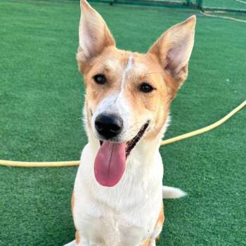 Lenny -  Yellow Labrador Retriever Dog for Adoption in Toronto, Ontario - Lenny | PetCurious