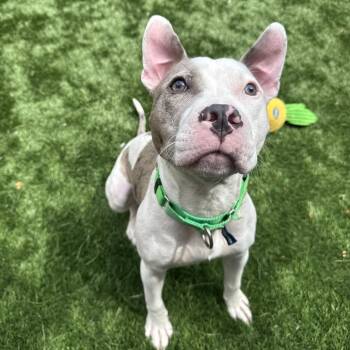 Dollop -  Pit Bull Terrier Dog for Adoption in Naperville, Illinois - Dollop | PetCurious