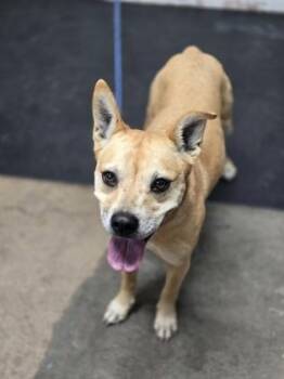 Mixed Breed Dogs Available for Adoption in Fort Worth, Texas - Gretel | PetCurious