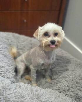 Maltese and Yorkshire Terrier Dogs Available for Adoption in Severance, Colorado - Puddin | PetCurious