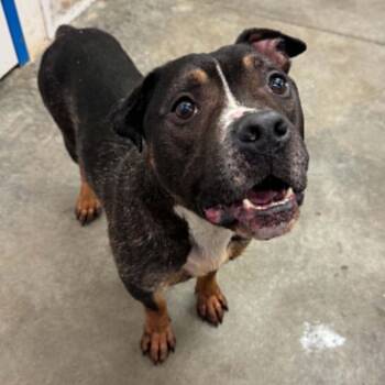Dewey -  English Bulldog and Mixed Breed Dog for Adoption in Melbourne, Kentucky - Dewey | PetCurious