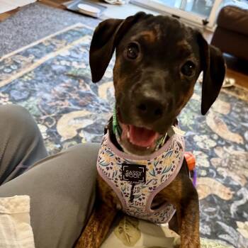 Leena -  Beagle and Hound Dog for Adoption in Reisterstown, Maryland - Leena | PetCurious