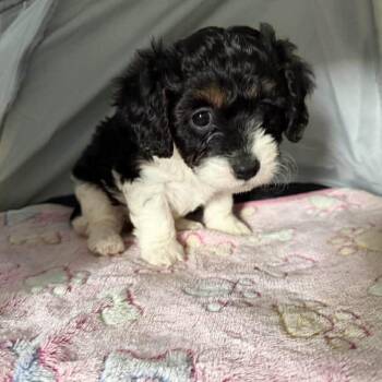 Cavalier King Charles Spaniel Dogs Available for Adoption in Homer Glen, Illinois - Devlin | PetCurious