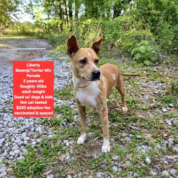 Basenji and Terrier Dogs Available for Adoption in Oviedo, Florida - Liberty  | PetCurious