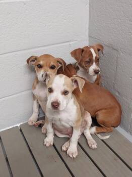 Pit Bull Terrier Dogs Available for Adoption in Mocksville, North Carolina - Godbey Rd 4(Seth) | PetCurious