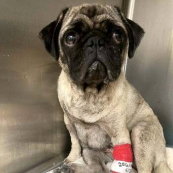 Imani -  Pug Dog for Adoption in Alvin, Texas - Imani | PetCurious