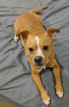 Tucker Courtesy Listing -  Chihuahua and Pug Dog for Adoption in Midland, Michigan - Tucker Courtesy Listing | PetCurious