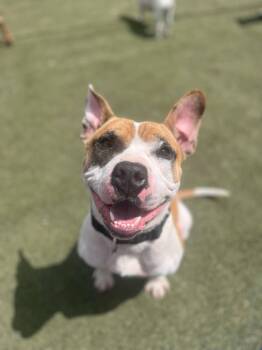 Staffordshire Bull Terrier Dogs Available for Adoption in New York, New York - DINTY | PetCurious