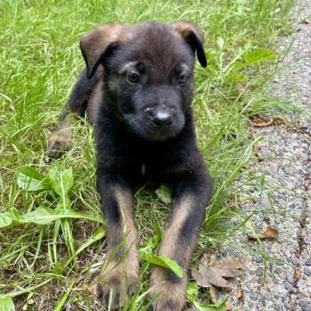 Farkle -  Mixed Breed Dog for Adoption in Tacoma, Washington - Farkle | PetCurious