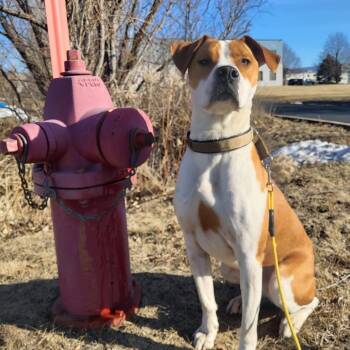 Rocky -  Pit Bull Terrier and Boxer Dog Available for Adoption in Blaine, Minnesota - Rocky | PetCurious