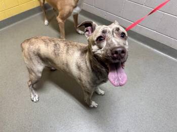 COCOA -  Australian Cattle Dog Blue Heeler and Mixed Breed Dog for Adoption in Colorado Springs, Colorado - COCOA | PetCurious