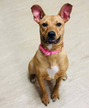 Mixed Breed Dogs Available for Adoption in West Chester, Pennsylvania - Haruki | PetCurious