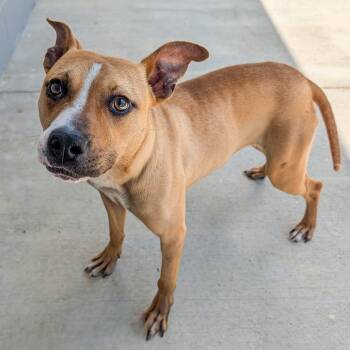 Terrier Dogs Available for Adoption in Lancaster, South Carolina - Primrose  | PetCurious