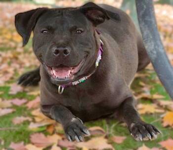 Beale/ Majik -  Labrador Retriever Dog for Adoption in Kingman, Arizona - Beale/ Majik | PetCurious