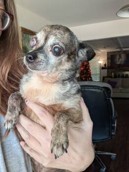 Rescue Chihuahua and Dachshund Dogs for Adoption in Bryan, Texas - Frannie | PetCurious