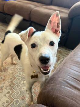 Ziggy -  Chihuahua and Jack Russell Terrier Dog for Adoption in Houston, Texas - Ziggy | PetCurious
