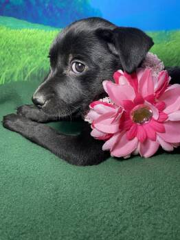 Labrador Retriever and Husky Dogs Available for Adoption in Barnhart, Missouri - Maisy | PetCurious