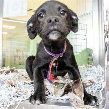Labrador Retriever and Mixed Breed Dogs Available for Adoption - DUSTIN HENDERSN | PetCurious