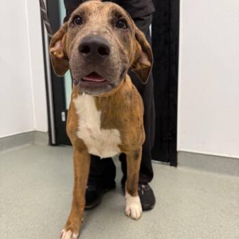Emmett -  Great Dane and Catahoula Leopard Dog Dog for Adoption in Portland, Oregon - Emmett | PetCurious