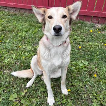 Shepherd and Mixed Breed Dogs Available for Adoption in Rock Falls, Illinois - Praline | PetCurious