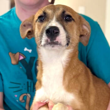 Rescue Mixed Breed Dogs for Adoption in Wantagh, New York - Hannah | PetCurious