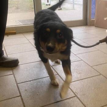 Clarice Stray Hold 10/21 -  Mixed Breed Dog for Adoption in Huntington, West Virginia - Clarice Stray Hold 10/21 | PetCurious
