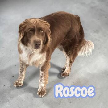 Australian Shepherd Dogs Available for Adoption in Chuckey, Tennessee - Roscoe - Sweet Partner For Life! | PetCurious