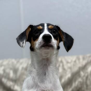 Rat Terrier and Mixed Breed Dogs Available for Adoption in Monticello, Iowa - Conley | PetCurious